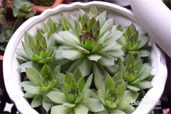 观音莲的养殖方法和注意事项都有哪些？