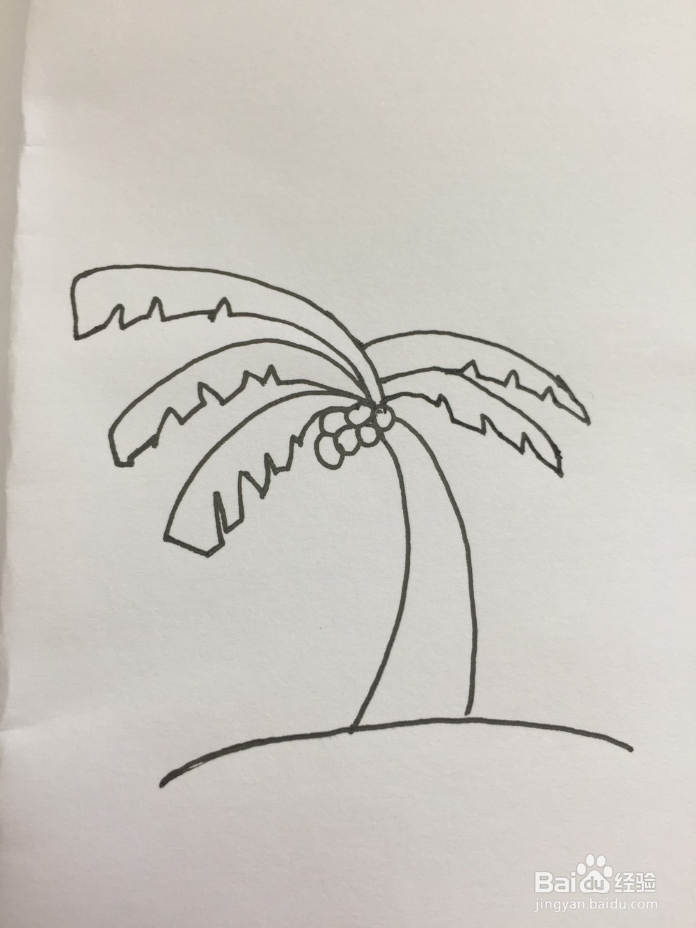 椰子树的简笔画