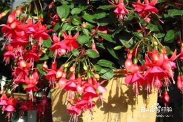 倒挂金钟的养殖方法和注意事项有哪些?