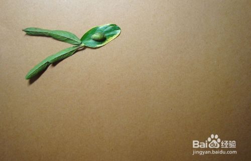 植物画如何拼装飞翔的翼龙