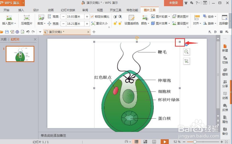怎样在wps演示文稿中插入在线图片