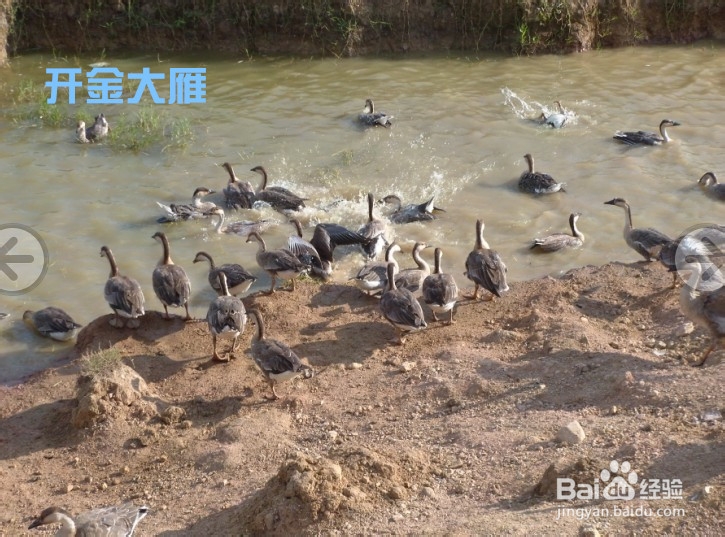 大雁养殖问答