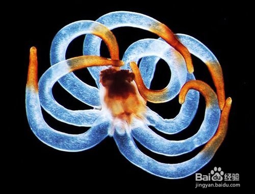 如何培养学生学习生物的各种能力