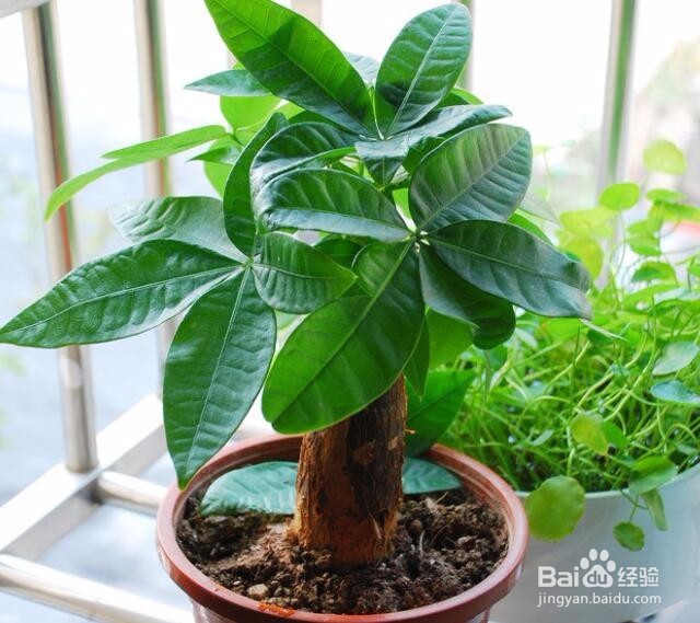 发财树怎么养 发财树的养殖方法和注意事项