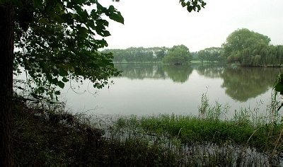 哪些地方可以采到野生平菇