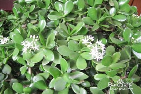 玉树的养殖方法和注意事项都有哪些?