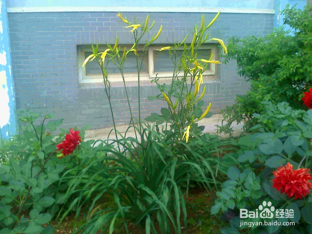 老年人在夏季散步怎样欣赏草本“香蕉花”来养生