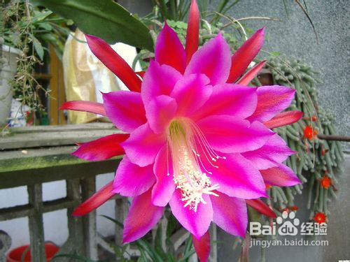 怎样养好昙花?