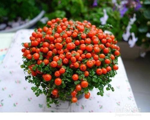 珍珠橙怎样养护