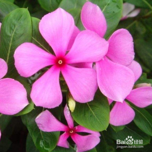 长春花黄叶子怎么回事