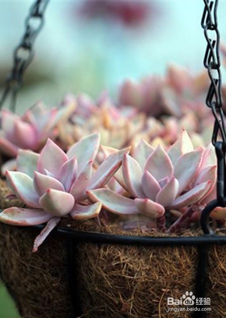 如何养好多肉植物初恋