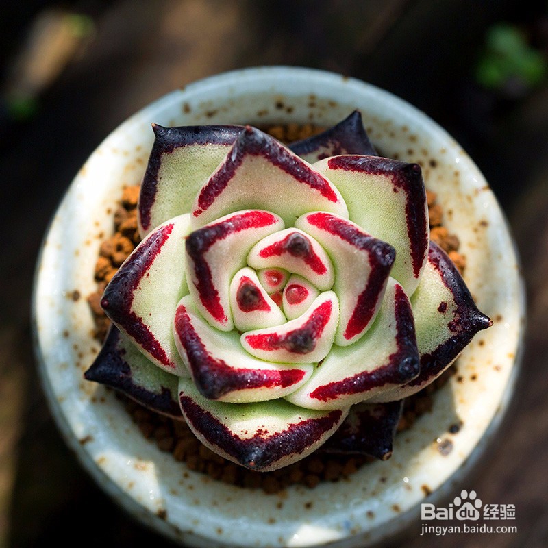 冬季多肉室内养殖要注意什么