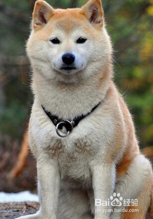 怎么让秋田犬脸变胖
