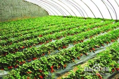 草莓育苗要注意什么？