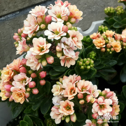 长寿花的寓意是什么