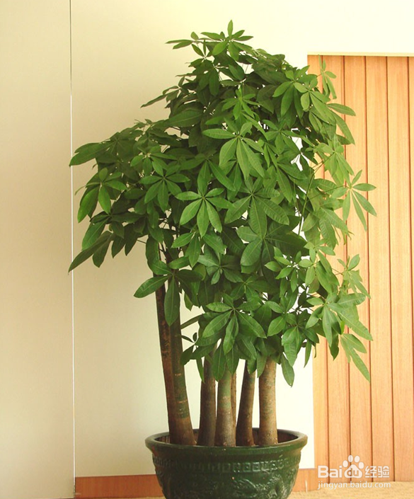 室内放哪些植物好