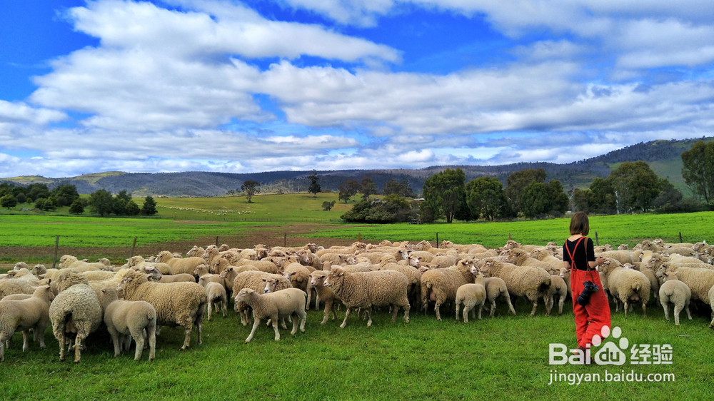 OPPO最新款手机有哪些