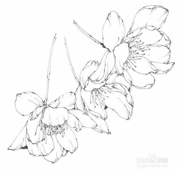如何画垂丝海棠