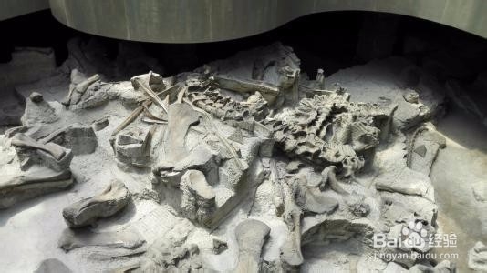 自贡恐龙博物馆旅游攻略