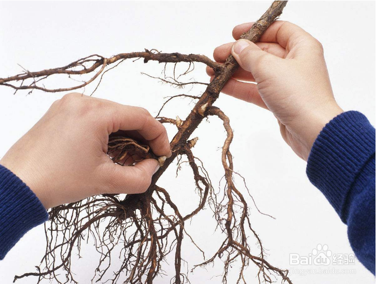 家庭式中药饮片的处理方法讲解