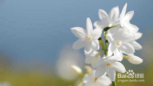 水仙花养殖方法和注意事项