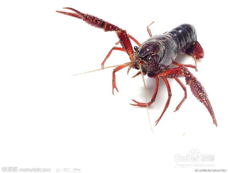 我的龙虾情缘：[3]甩卖龙虾