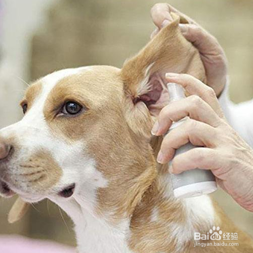 狗狗美容护理有哪些注意事项？