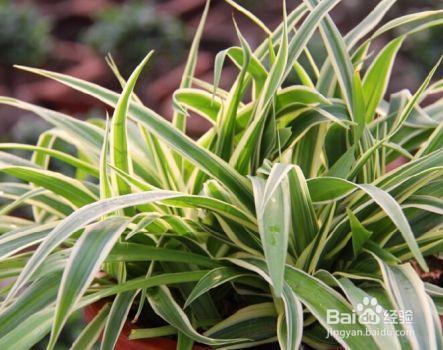 就知道用绿萝吸甲醛,这几种植物净化空气比绿萝好几倍!