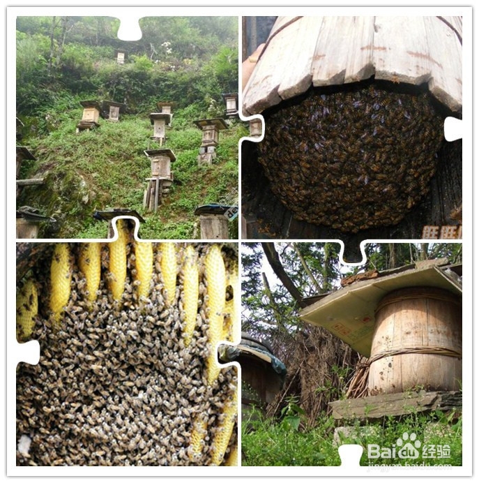 土蜂蜜VS意蜂蜜