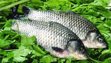 冬季怎样钓鲫鱼