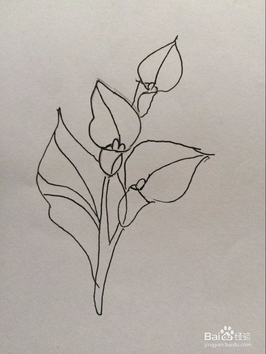 马蹄莲的简笔画法