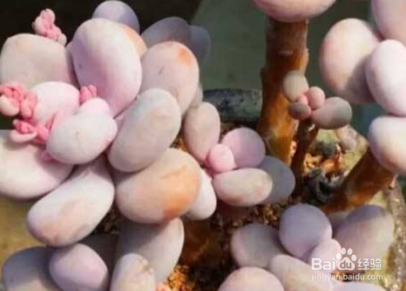 桃之卵夏季怎么浇水