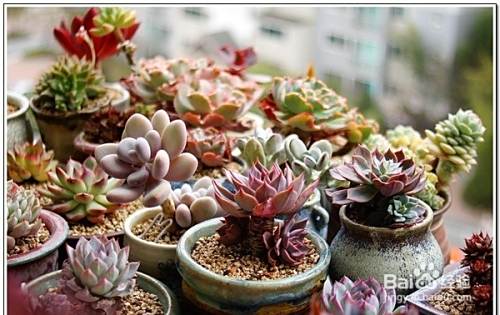 多肉植物养护之 害虫 篇 百度经验