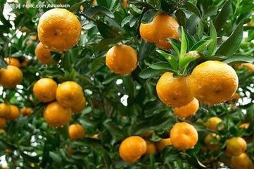 高级育婴师的建议(二)