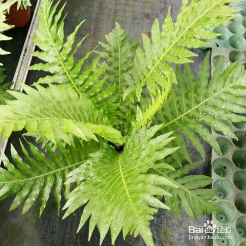 富贵蕨该如何养殖？