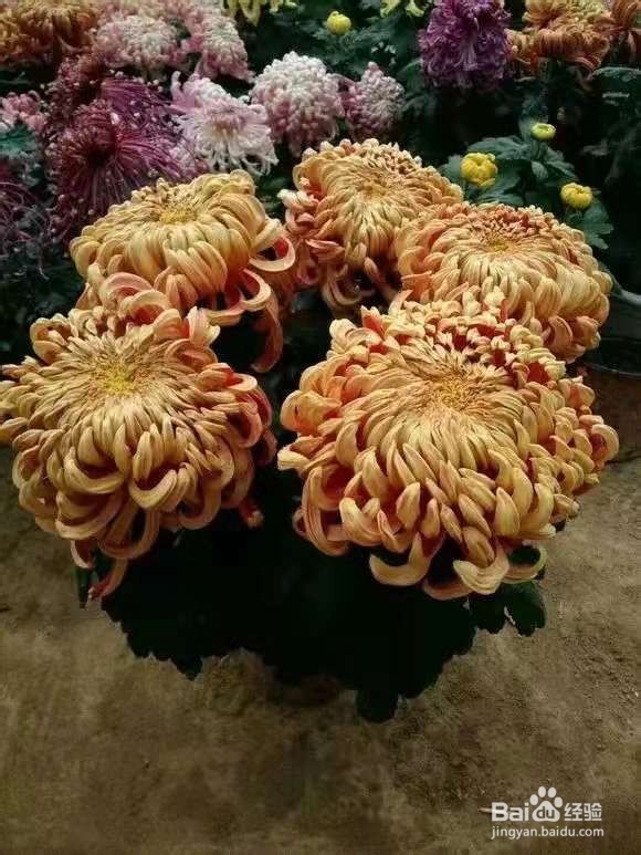 养花别乱换盆，否则黄叶枯萎不开花，越长越差