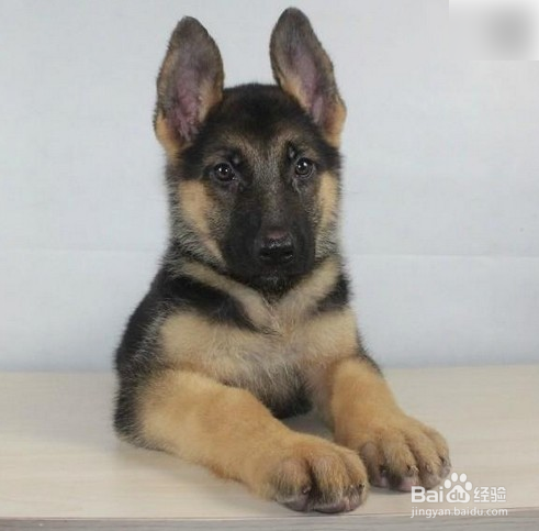 德牧幼犬喂养技巧