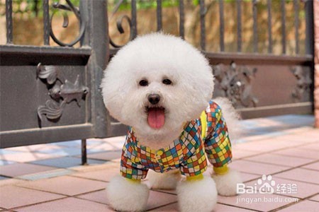 如何选择一家好的宠物美容学校