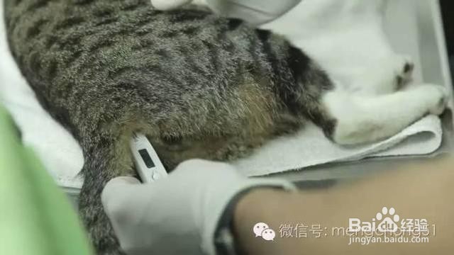猫的体温怎么测量