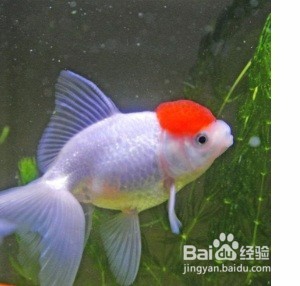 不打氧怎样养金鱼