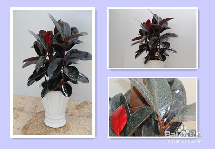 橡皮树盆栽知识-夏庄田园