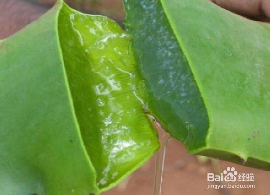 怎样全面对付蚊子