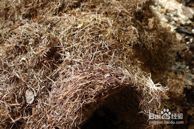 君子兰花土的配制方法