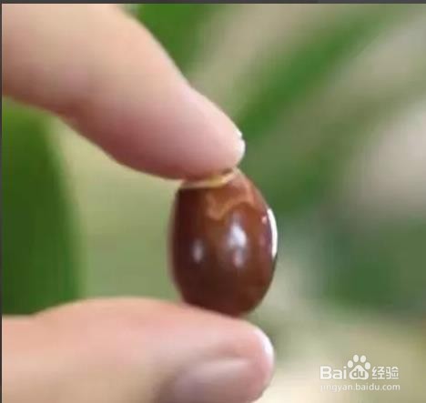 自己在家怎么种荔枝