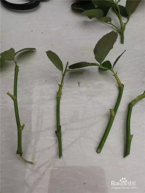 花谢后，剪下“花后枝”，插土里，来年花满盆！