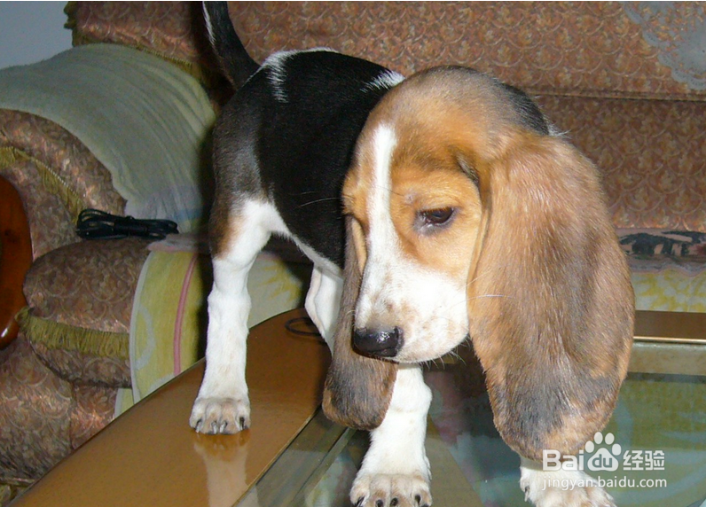 巴吉度幼犬怎么驱虫