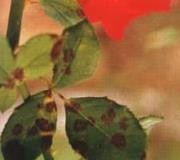 怎样防治月季黑斑病