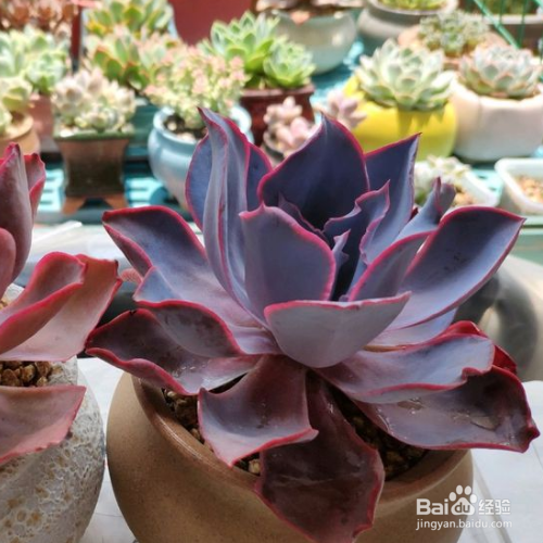 蓝光的养殖方法和注意事项