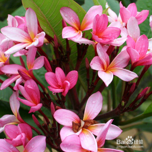 红鸡蛋花的栽培方法和注意事项有哪些?