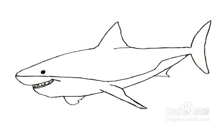 画公牛鲨图片